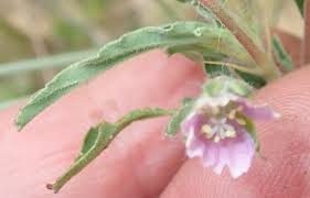 Image result for Monsonia angustifolia