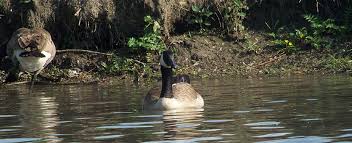 Plus, the repellent won't be washed off by irrigation or rainfall. Geese Habitat And Food