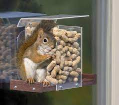 Duncraft Com Pandora S Box Window Feeder Squirrel Feeder Window Bird Feeder Bird Feeders