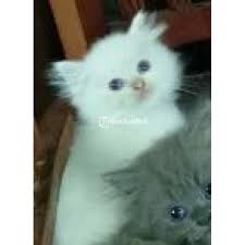 Bagi kamu yang berminat memelihara kucing jenis ini, cari tahu yuk berapa kisaran harganya dan bagaimana perawatannya agar tetap sehat. Kucing Kitten Anggora Persia Umur 2 Bulan Warna Putih Abu Lucu Sehat Di Jakarta Tribunjualbeli Com