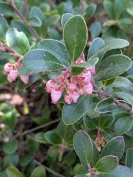 Image result for Adenocarpus mannii