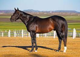 Spirit of Boom – Eureka Stud