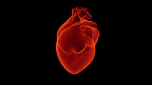 Médico Cardiologista