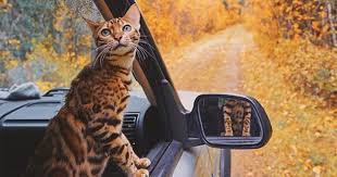 Cars instagram photo and video on instagram webstagram. Best Instagram Captions For Every Type Of Road Trip Post