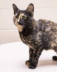 Adopt Coffee On Petfinder Animal Shelter Animals Cats
