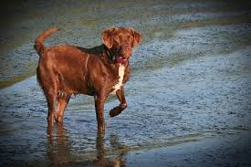 Maybe you would like to learn more about one of these? Labany Complete Guide Info Pictures Care More Pet Keen