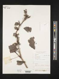 Image result for Helixanthera