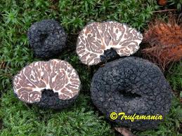 Trufamania-FAQ truffles-Tuber melanosporum