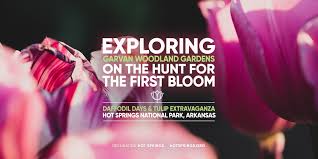Maybe you would like to learn more about one of these? Exploring Garvan Woodland Gardens On The Hunt For The First Bloom Daffodil Days Tulip Extravaganza Hot Springs National Park Arkansas
