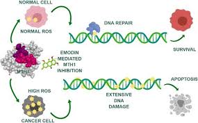 A Double Edged Sword The Anti Cancer Effects Of Emodin By Inhibiting The Redox Protective Protein Mth1 And Augmenting Ros In Nsclc