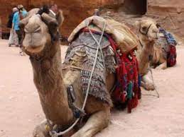Him and fatima was caught by surprise, and the sultan had fire flashing outta his eyes. A Camel Named Clyde Youtube