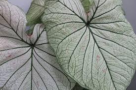 Orange Blossom Caladium Hybridized Developed And Only Available Through Spaulding Bulb Farm Garden Gardening Idea Caladium Planting Flowers Tropical Plants