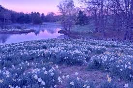 Doe Deer Ideias De Paisagismo Lindas Paisagens Jardim Floresta Pastel purple aesthetic boujee wall collage kit (di̇gi̇tal download) lilac lavender tumblr room dorm decor 50pcs. pinterest