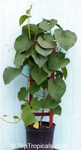 Image result for Stictocardia