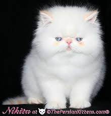 Aside from siamese, there are other breeds of cats that can have flame point coloring. Pictures Of Persian Kitten Nikita At The Persian Kittens Com