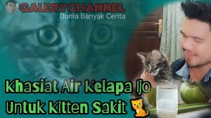 Manfaat air kelapa ijo untuk kucing | kucing keracunan? Kucing Mencret Muntah Lemas Keracunan Ini Tips Obat Murah Khasiat Luar Biasa Youtube