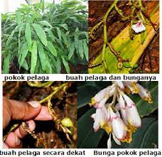 See 66 traveler reviews, 186 candid photos, and great deals for bagus agro pelaga, ranked #1 of 1 specialty lodging in plaga and rated. Pokok Rempah Buah Pelaga Buah Pelaga Adalah Rempah Ketiga Paling Mahal Di Dunia Dan Dianggap Sebagai Ratu Rempah Shopee Malaysia