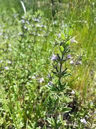 Image result for Clinopodium simense