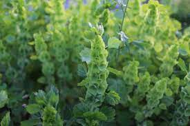 Maybe you would like to learn more about one of these? Fabulous Foliages And Fillers Floret Flowers