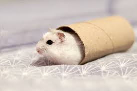 Hamster Boredom Breaker // Hanging Toilet Paper Roll Treats - Youtube
