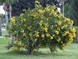 Flowering trees for zone 6 include: Dsc01662 Jpg 500 377 Drought Tolerant Trees Plants Flowering Trees