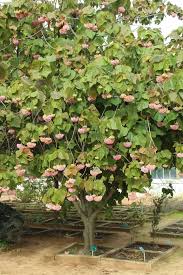 Image result for Dombeya
