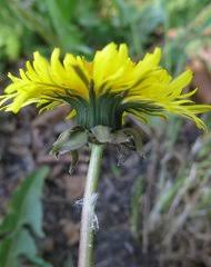 Image result for Ageratinastrum palustre