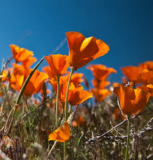 We did not find results for: California Poppies Hd Wallpapers Free Download Wallpaperbetter