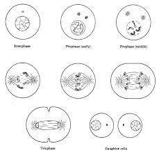 We did not find results for: Reproduction Molecular And Cell Biology Biocyclopedia Com