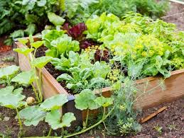 The dietary guidelines for americans to keep meals and snacks interesting, vary your veggie choices. Small Vegetable Garden Ideas Tips Garden Design