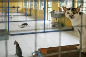 Untuk anak kucing sendiri dapat ditularkan dari induknya ketika menyusui. Razia Kucing Di Jakarta Antara Basmi Rabies Dan Perikehewanan