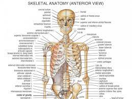 Human body diagram organs and bones. Body Cavity Diagram Koibana Info Body Bones Human Body Anatomy Human Bones Anatomy