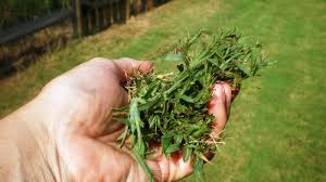 Killing crabgrass with baking soda common baking soda acts as a contact herbicide, chemically destroying plant leaves over a few days. How To Kill Crabgrass Pure Green Lawn Care Lansing Michigan