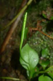 Image result for Ophioglossum reticulatum