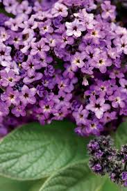 Vanilla Scented Purple Flowers Purple Flowers Flower Landscape Fragrant Plant