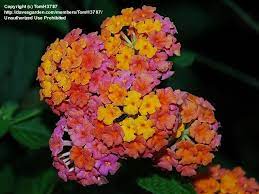 Plantfiles Picture 4 Of Lantana Miss Huff Lantana Camara Lantana Perennials Small Flowering Plants