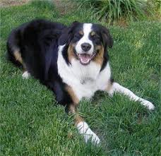 We did not find results for: Bordernese Dog Breeds Border Collie Border Collie Mix Puppies