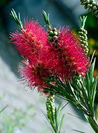 Australian Red Bottlebrush Australian Flowers Australian Native Flowers Australian Wildflowers
