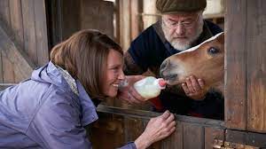 Experience the inspiring true story of dream alliance, an unlikely race horse bred by small town bartender, jan vokes (toni collette). Dream Horse Film Blengaone