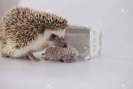 Hedgehog is a milk from the plate and the boy has milk from the statue. Motherhood Hedgehog Mom And Baby Hedgehog On A White Background Stock Photo Picture And Royalty Free Image Image 140323522