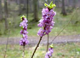 Lange grüne ranken und hellpurpurne blätter sorgen für ein natürliches aussehen und können gute laune bewahren. Allgau Erleben Blumen Der Allgauer Alpen