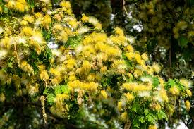 Image result for Albizia grandibracteata