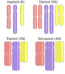 A single cell, individual, or generation characterized by the diploid. File Haploid Diploid Triploid And Tetraploid Svg Wikimedia Commons