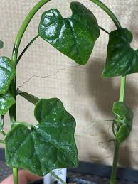 Image result for Cyclantheropsis parviflora