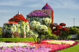Wallpapers Emirates Uae Gardens Petunia Dubai Lawn Miracle Garden Nature Image 374055 Download Miracle Garden Dubai Garden Beautiful Gardens