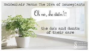 It is recommended to grow these plants in pots with drainage hole. How To Care For Maidenhair Ferns The Diva Of Houseplants A Storied Style
