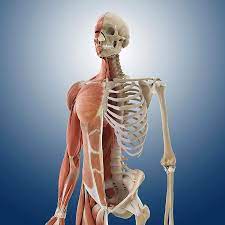 A layer of muscle and fascia which protects and encloses the abdominal cavity, allowing for its. Anatomy Of The Torso Photograph By Springer Medizin Science Photo Library