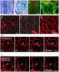 The walls of plant cells must have sufficient tensile strength to withstand internal osmotic pressures of several times atmospheric pressure that result from the difference in solute concentration between the cell interior and external water. Cell Wall Stubs And Incomplete Cytokinesis In Vamp721vamp722 Mutants Download Scientific Diagram