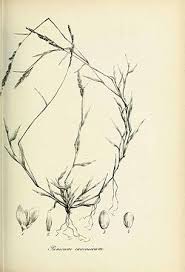 Image result for Moorochloa eruciformis