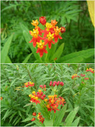 Scarlet Milkweed Asclepias Surassavica